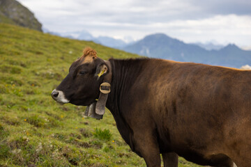 Beautiful cows are eating some grass. Wonderful cow is starring to the camera. Amazing hiking day in one of the most beautiful area in Switzerland called Pizol in the canton of Saint Gallen.