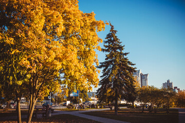 Yellow and green autumn trees on background of the sky and city in sunny day