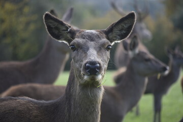 Female red deer in a deer park