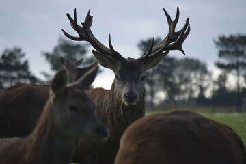 Red deer stag surrounded by his group 