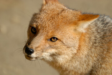 Naklejka na ściany i meble A close-up of a fox in Argentina, horizontal screen.