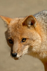 A close-up of a fox in Argentina, vertical image.