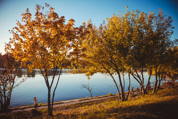 Fototapeta premium Yellow and green autumn trees on background of the sky and river on a sunny day