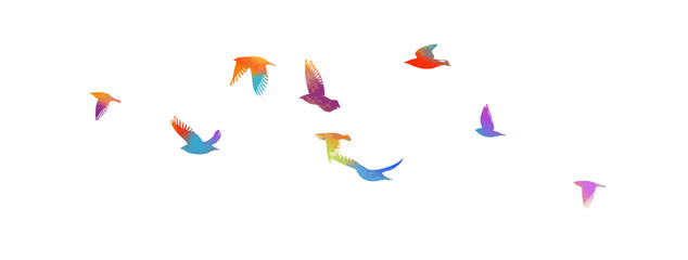 Colorful flying birds in the sky. Vector illustration