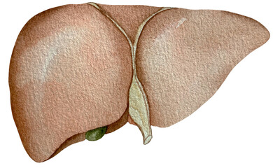 Watercolor illustration of human liver