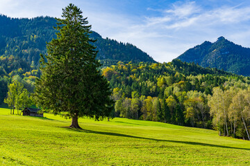Großer Nadelbaum auf einer Bergwiese in Österreich - Vorarlberg