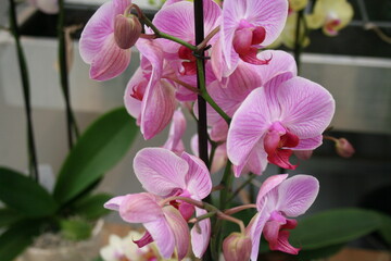 pink orchid flower close up