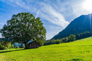 Hütte unter einem Baum auf einer Alm in Österreich - Vorarlberg