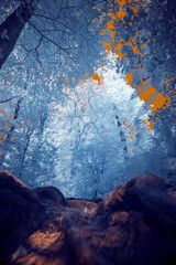 A surreal dramatic forest with a burning sky in infrared light shining throu the blue leafs -...