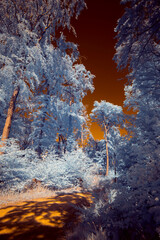 Infrared Photo - A surreal dramatic forest with a burning sky in infrared light shining throu the...