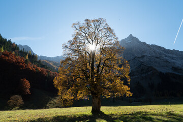Großer Ahornboden im Herbst: Herbstlaub an uralten Ahornbäumen mit rot gelber Färbung im...