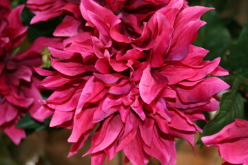 red rose flower close up