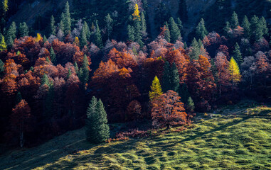 Großer Ahornboden im Herbst: Herbstlaub an uralten Ahornbäumen mit rot gelber Färbung an...