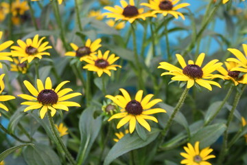 field of sunflowers