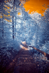 Infrared Photo - A surreal dramatic forest with stairs in infrared light shining throu the blue...