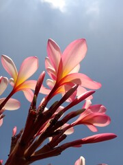 Beauty pink flower under blue sky