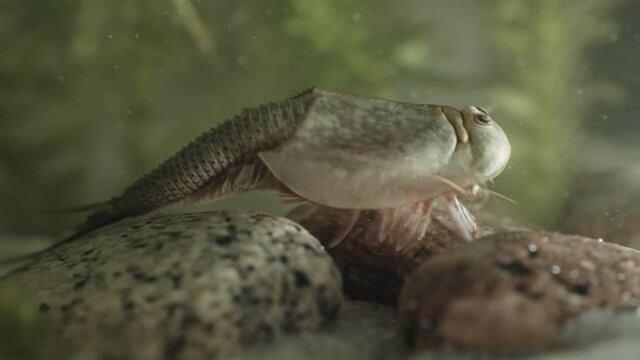 Triops or tadpole shrimp, a living fossil. Oldest living specimen in the world.