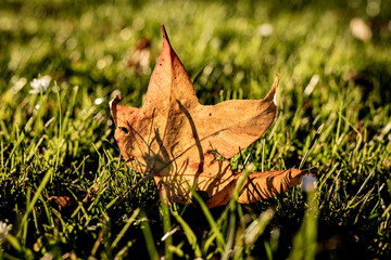autumn leaf on grass