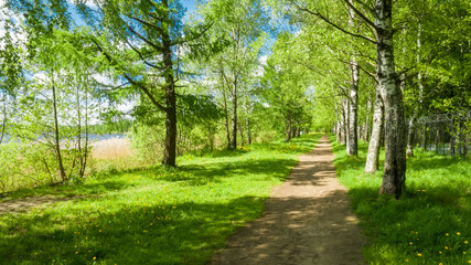 A path for walking along a birch alley along the lake