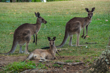 Naklejka na ściany i meble Kangaroos In the Wild in Goodna, Queensland Australia, Near abandoned buildings under tree 