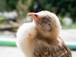Close up picture of brown chick that standing on a concrete floor