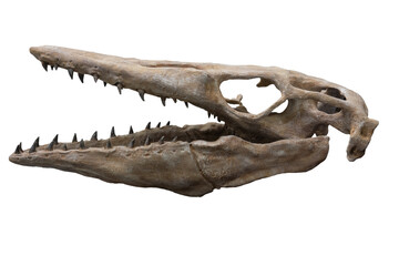 skull of dinosaur mosasaur on white background , isolated