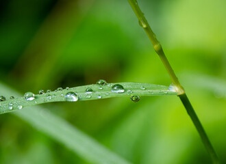 rain drops on the green grass