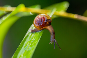 macro Small brown snail on a twig, Snail crawling on a leaf and twig taken at close range.
Snail on a lily, Snail on a bamboo leaf