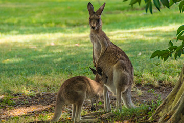 Naklejka na ściany i meble Kangaroos In the Wild in Goodna, Queensland Australia, Near abandoned buildings under tree 
