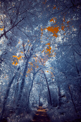 A surreal dramatic forest with a burning sky in infrared light shining throu the blue leafs -...