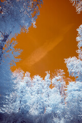 Infrared Photo - A surreal dramatic forest with a burning sky in infrared light shining throu the...