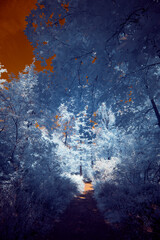 Infrared Photo - A surreal dramatic forest with a burning sky in infrared light shining throu the...