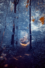 A surreal dramatic forest with a burning sky in infrared light shining throu the blue leafs -...