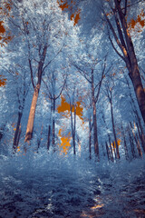 A surreal dramatic forest with a burning sky in infrared light shining throu the blue leafs -...