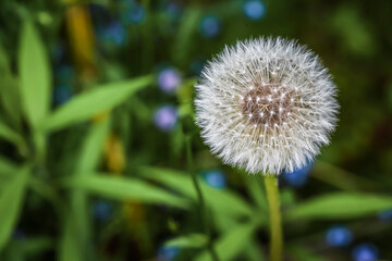 White dandelion on a dark background