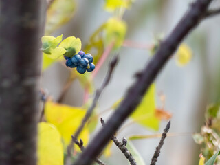 琵琶湖岸の池を散策