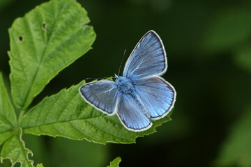 Greek Mazarine Blue (Polyommatus bellis) butterfly