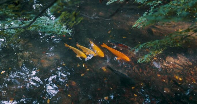 紅葉と池と鯉