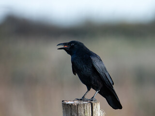 Carrion crow (Corvus corone) perched on a post eating a peanut in Essex in the UK