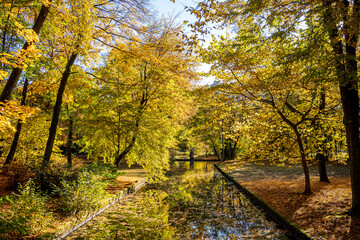 Wasser-Alle mit intensiver gold-gelber Herbstfärbung und Spiegelung