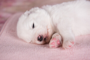 Fototapeta na wymiar White fluffy small Samoyed puppy dog two weeks age