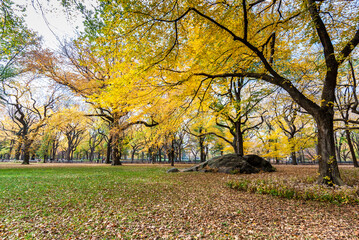 Fall Foliage in Central Park, New York