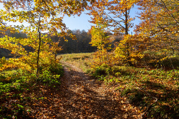 Obraz premium Autumn in the Bieszczady Mountains.