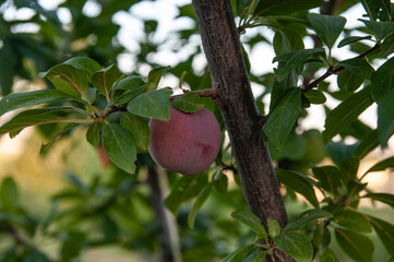 Red plums on the tree in the garden