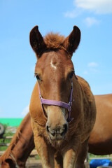 portrait of a horse