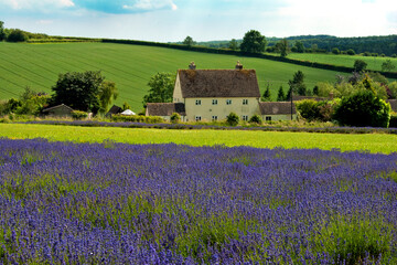 Lavender Field Summer Flowers Cotswolds Worcestershire England