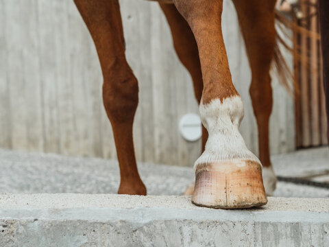 Hoof of horse standing on concrete ground