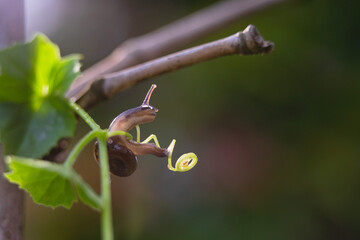 macro Small brown snail on a twig, Snail crawling on a leaf and twig taken at close range.
Snail on a lily, Snail on a bamboo leaf