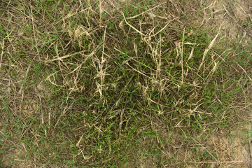 Background of drying grass on the ground