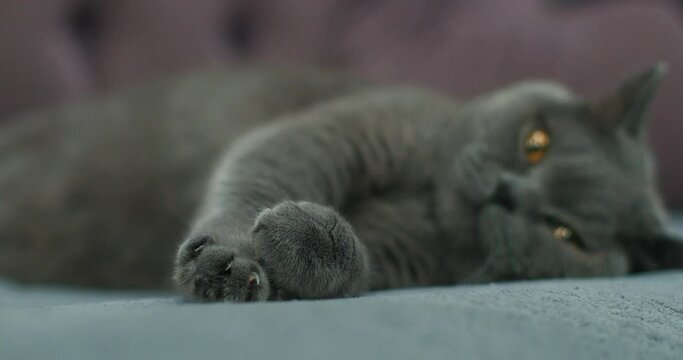 Gentle paws of a gray cat, release claws, close-up with defocus on the muzzle